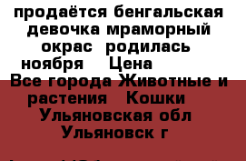 продаётся бенгальская девочка(мраморный окрас).родилась 5ноября, › Цена ­ 8 000 - Все города Животные и растения » Кошки   . Ульяновская обл.,Ульяновск г.